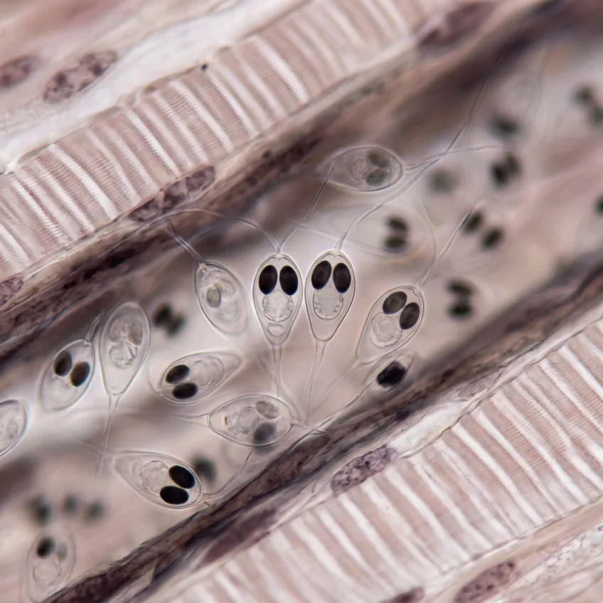 Henneguya salminicola: El Único Animal del Planeta Capaz de Vivir Sin Respirar Oxígeno